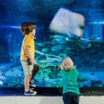 SEA LIFE Aquarium San Antonio - Touching Marine Creatures at the Shipwreck and Touch Pool