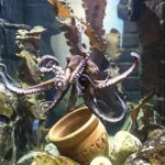 SEA LIFE Oberhausen Admission Ticket - Encountering Reef Sharks and Sting Rays in the Underwater Dome