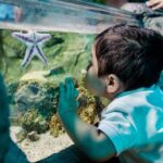 SEA LIFE San Antonio Admission Ticket - The Underwater Ocean Tunnel: The Main Attraction