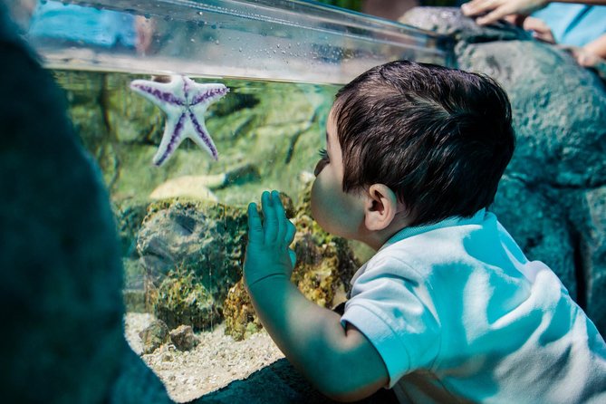SEA LIFE San Antonio Admission Ticket - The Underwater Ocean Tunnel: The Main Attraction