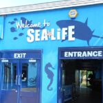 SEA LIFE Weymouth Admission Ticket - Dive Into the Ocean Tunnel for Shark Encounters