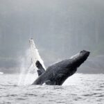Sea Otter and Whale Watching Tour on Northern Vancouver Island - Exploring the Wildlife at Gods Pocket Marine Provincial Park