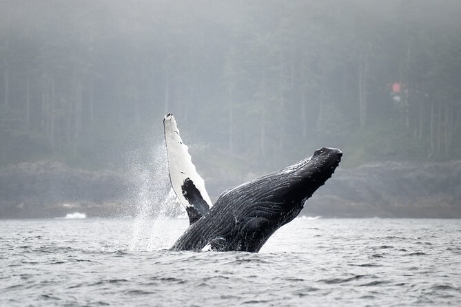 Sea Otter and Whale Watching Tour on Northern Vancouver Island - Exploring the Wildlife at Gods Pocket Marine Provincial Park