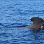 SEA SAFARI, Dolphins, Whales, snorkeling, snack and drink, 2 h speedboat - Watching Dolphins and Whales in Tenerife’s Waters