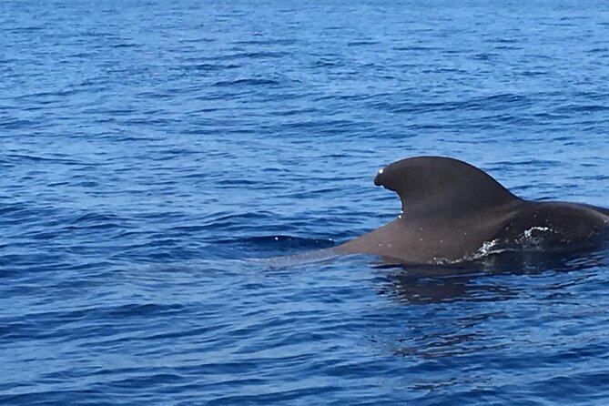 SEA SAFARI, Dolphins, Whales, snorkeling, snack and drink, 2 h speedboat - Watching Dolphins and Whales in Tenerife’s Waters