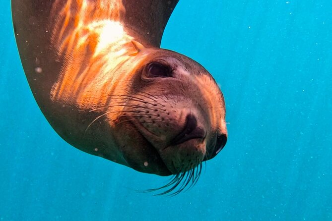 Sea Safari - Explore All The Wonders of The Sea of Cortez - Visiting Playa Balandra, Mexico’s Most Beautiful Beach