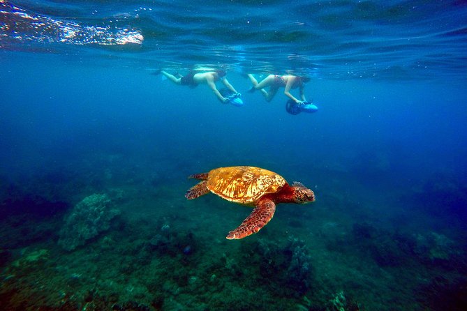 Sea Scooter Snorkeling Guided Tour - Wailea Beach - Marine Encounters and Underwater Highlights