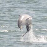 Sea Thunder Cruise-2 Hour Tour Surrounded by Dolphins in S.C - What Wildlife Might Be Seen During the Cruise
