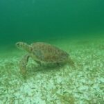 Sea Turtle Snorkeling in Akumal - Meeting Point and Tour Schedule in Akumal