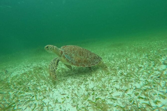 Sea Turtle Snorkeling in Akumal - Meeting Point and Tour Schedule in Akumal