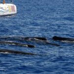 Seaborn Catamaran trips - Starting Point at Funchal Marina and Departure Details