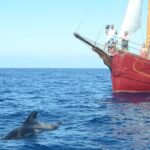 Sealife Dolphin & Whale Watching aboard Portuguese schooner - Classic Portuguese Schooner: A Sailor’s Nostalgia