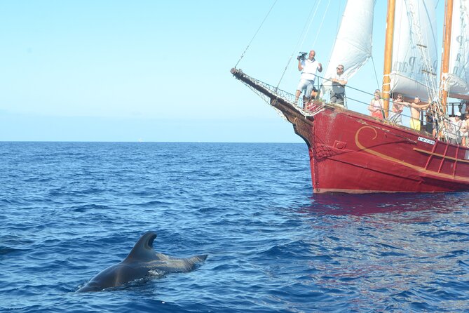 Sealife Dolphin & Whale Watching aboard Portuguese schooner - Classic Portuguese Schooner: A Sailor’s Nostalgia