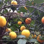Secret Gardens of London Private Tour - Visiting the Historic Flower Market at Covent Garden Square