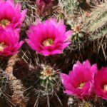 Sedona: PRIVATE Pavement 2-Hour Highlights Jeep Tour - Sedonas Most Photographed Landmark: Cathedral Rock