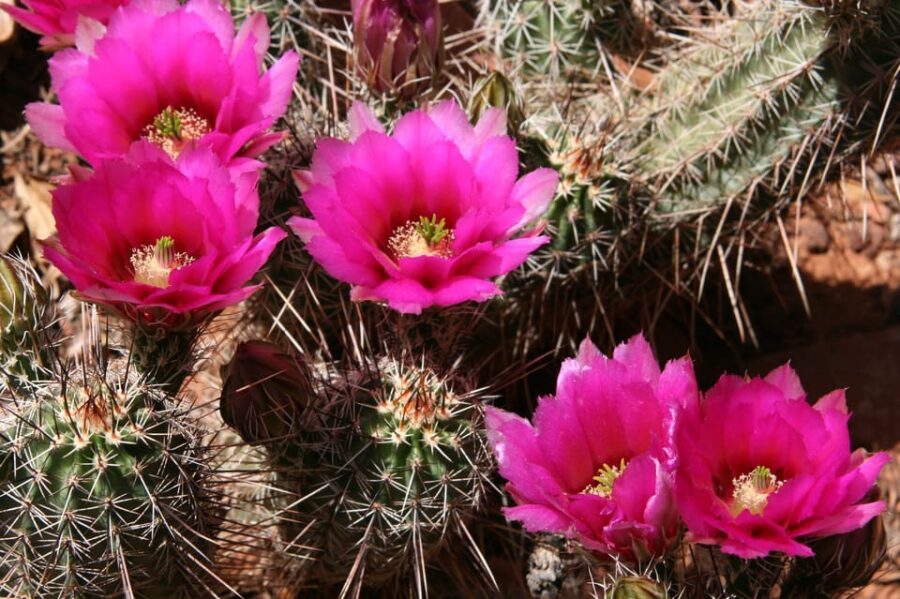 Sedona: PRIVATE Pavement 2-Hour Highlights Jeep Tour - Sedonas Most Photographed Landmark: Cathedral Rock