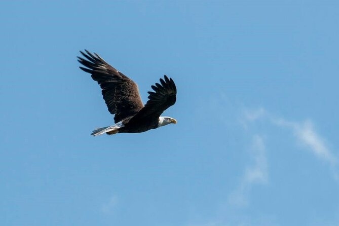 See Crystal River - National Wildlife Refuge Sightseeing Cruise - What Wildlife You Can Expect to See