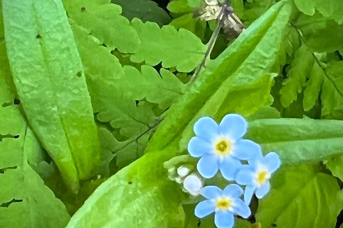 Segway Coastal Scenic Rainforest Tour - Easy and Quick Segway Training for All Skill Levels