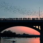 Self-Guided Austin Scavenger Hunt: Birds, Bats, BBQ and Bass - Discovering Austin’s Natural Beauty and Iconic Buildings