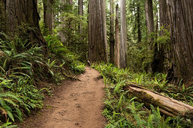 Self Guided Driving Audio Tour of Redwood National and State Park - Highlights of the Stops in Redwood National and State Parks