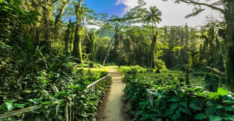 Self Guided Hike Trail to Nature Walk & Waterfall - Transportation from Waikiki Included in the Tour