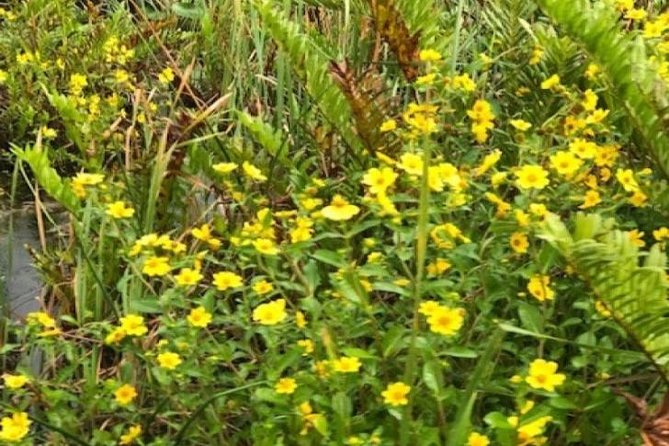 Semi-Private 1-Hour Airboat Tour of Miami Everglades - The Experience on the Water: Navigating the Everglades