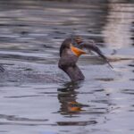 Semi-Private Manatee snorkeling with In Water Guide - Exploring Kings Bay and the Manatee Refuge
