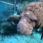 Semi Private Manatee Swim Tour - Starting Point and Easy Booking Process