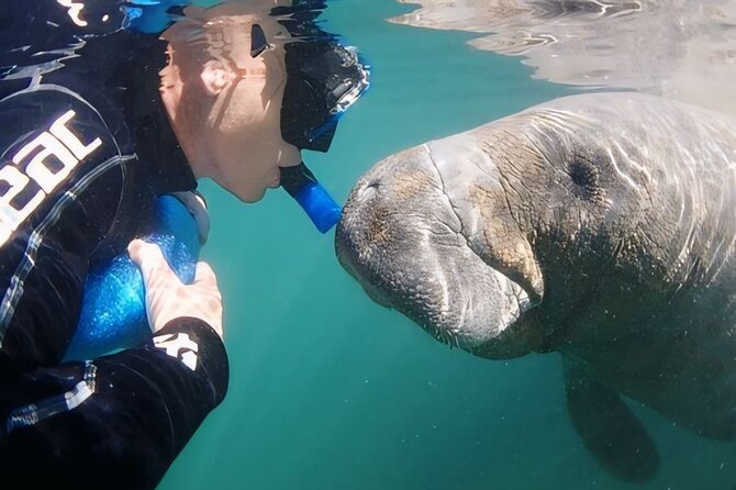 Semi-Private Manatee Swim Tour With Guide (Photos Included) - The Experience of Swimming with Manatees