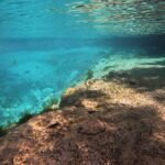 Semi-Private Manatee Swim Tour With In-Water Guide/Photographer - Expert Guides and Photographers Make It Special