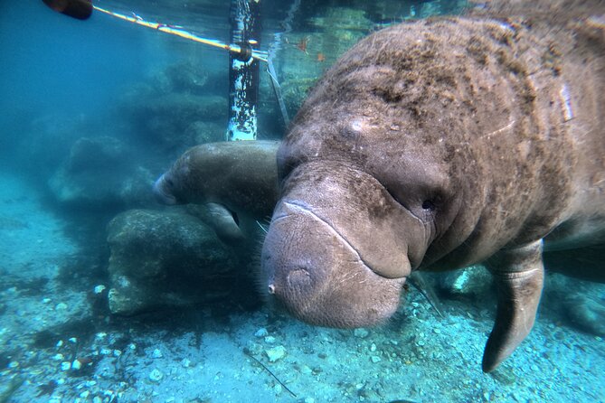 Semi Private Manatee Swim Tour - Starting Point and Easy Booking Process