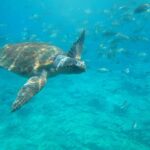 Semi-Submarine Tour from Agios Nikolaos - Departure Location and Meeting Point at Koundourou 5