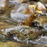 September 2025 British Columbia Rocky Mountain Birding Tour - Starting Point and Transportation in Cranbrook