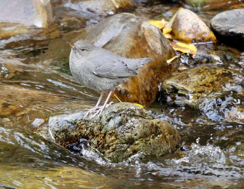 September 2025 British Columbia Rocky Mountain Birding Tour - Starting Point and Transportation in Cranbrook