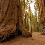 Sequoia National Park: Giant Forest Hike with Naturalist - Meeting Point and Accessibility Details