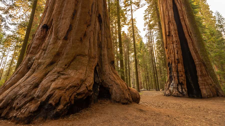 Sequoia National Park: Giant Forest Hike with Naturalist - Meeting Point and Accessibility Details