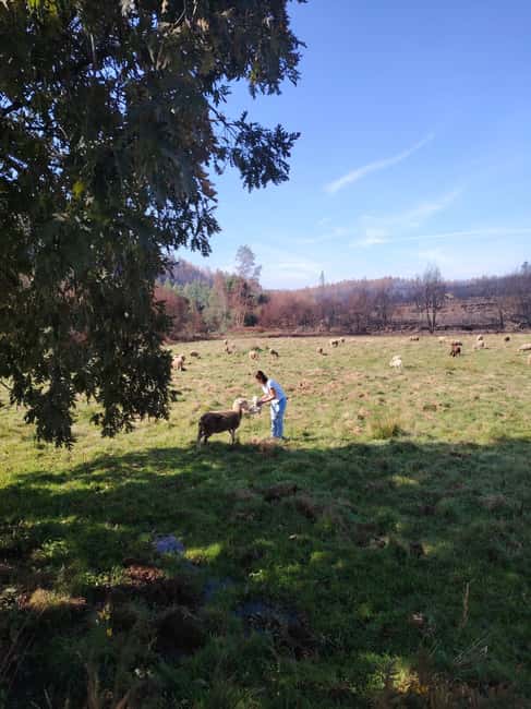 Serra da Estrela - Food and Mountain Experience - Visit a Traditional Sheep Farm in Serra da Estrela