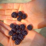 Serra de Monchique & Bravura Half Day Off-Road Day Trip - Discover the Algarve’s Rural and Hidden Routes