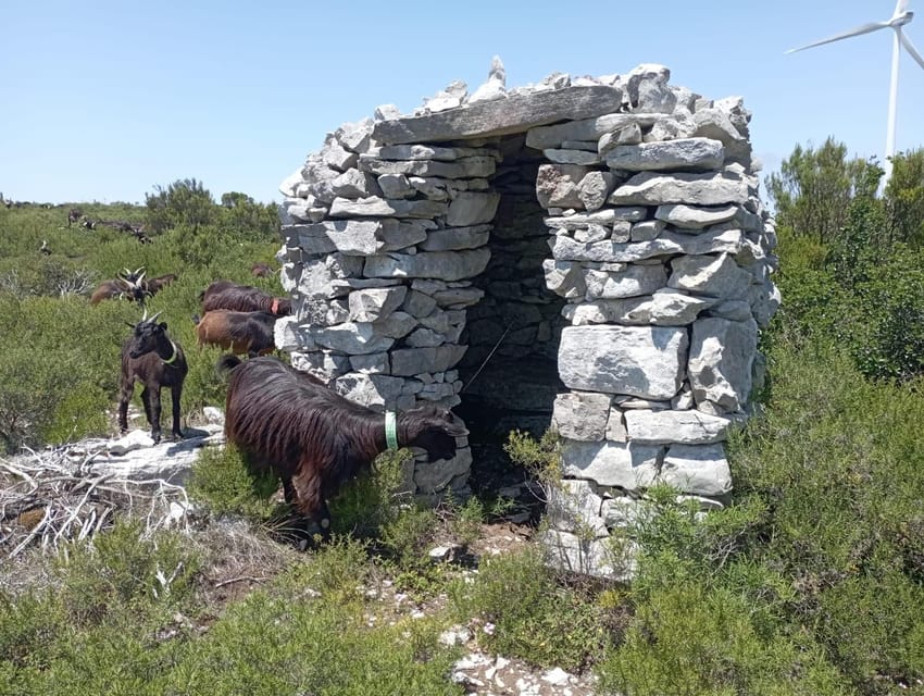 Serra dos Candeeiros : Shepherd for a morning - Starting at Largo Terra Chã in the Village of Chão