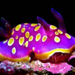 Sesimbra: Scuba Diving Experience for Beginners - The Meeting Point at Cipreia Dive Club