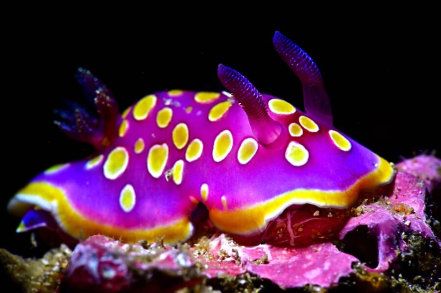 Sesimbra: Scuba Diving Experience for Beginners - The Meeting Point at Cipreia Dive Club