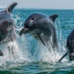 Setúbal: Dolphin Watching Boat Tour - Exploring Setúbal Bay and Its White-Sand Beaches