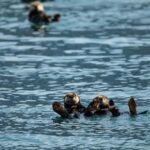 Seward: Full-Day Northwestern Fjord Glacier & Wildlife Tour - Starting Point and Easy Parking in Seward