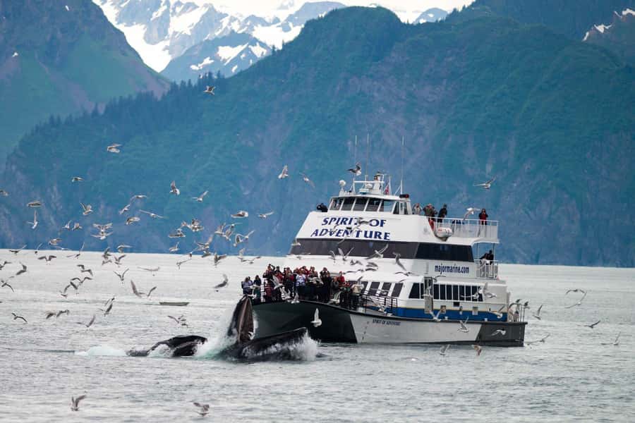 Seward: Kenai Fjords National Park Extended Glacier Cruise - The High-Speed Catamaran: Stability and Comfort