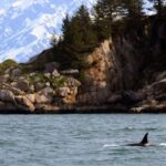 Seward: Resurrection Bay Half-Day Sightseeing Cruise - Meeting Point and Access in Seward