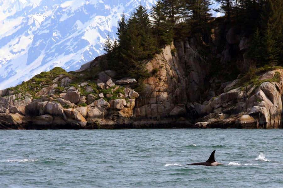 Seward: Resurrection Bay Half-Day Sightseeing Cruise - Meeting Point and Access in Seward