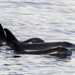 Seward: Resurrection Bay Orca Quest Cruise - The Starting Point at Harbor 360 Hotel in Seward