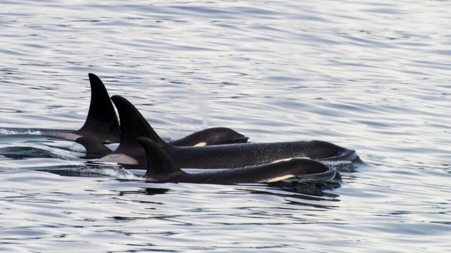 Seward: Resurrection Bay Orca Quest Cruise - The Starting Point at Harbor 360 Hotel in Seward