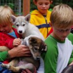 Seward: Summer Dog Sled Ride and Seavey Estate Tour - Scenic Wheeled Dogsled Ride Through Seward Rainforest