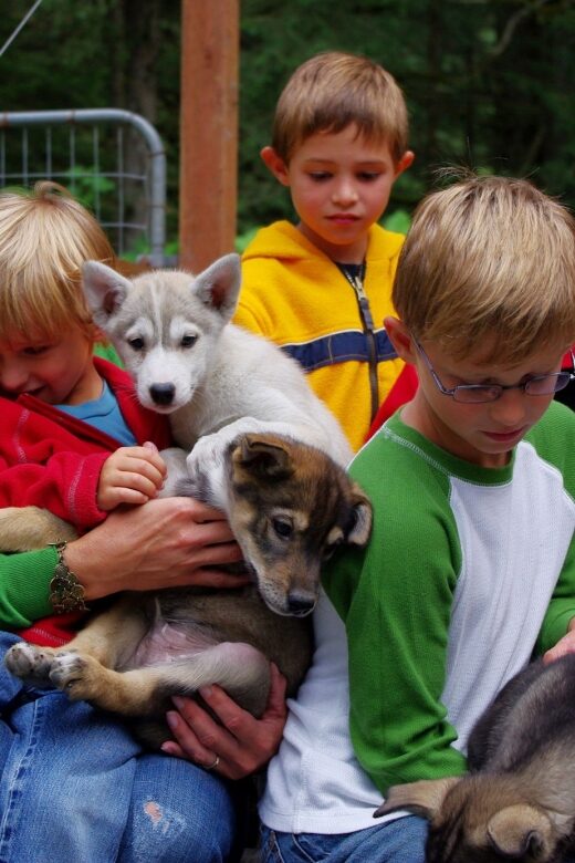 Seward: Summer Dog Sled Ride and Seavey Estate Tour - Scenic Wheeled Dogsled Ride Through Seward Rainforest